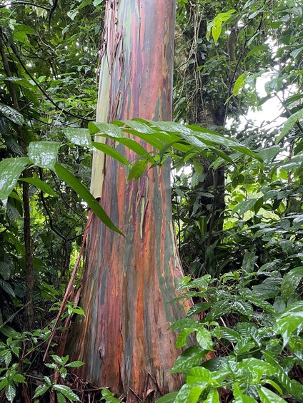 A tall eucalyptus tree with peeling bark in a dense forest. 3