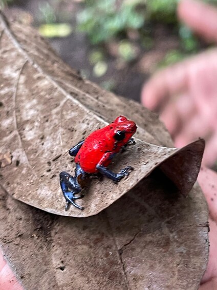 A red frog on a brown leaf. 1