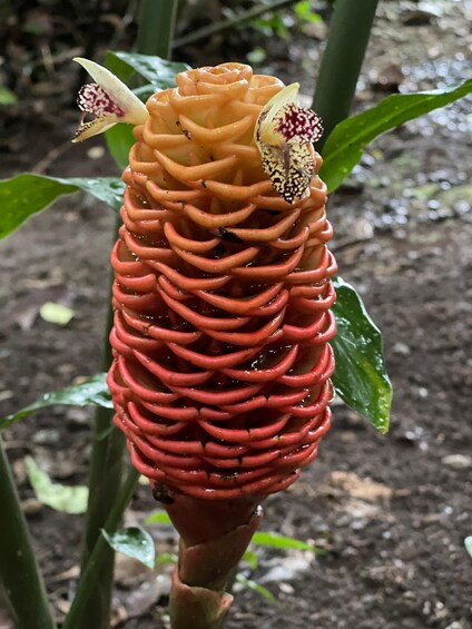 A close-up of a unique, spiral-shaped flower with red and orange hues, surrounded by green foliage. 4