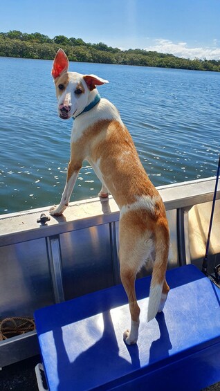 A dog standing on a boat's edge, looking out over a calm lake with trees in the background. 3