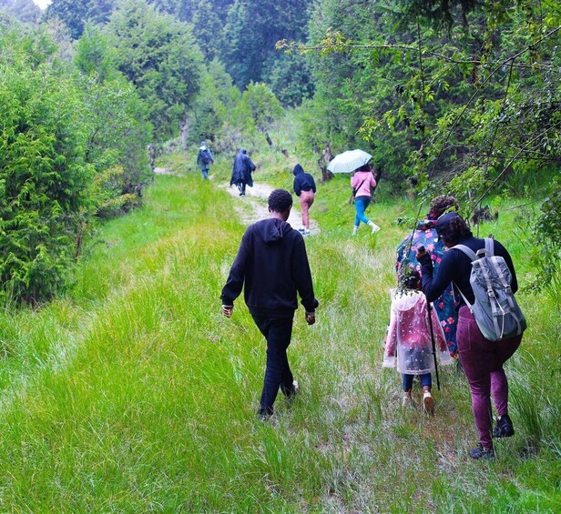 A group of people walking on a grassy path surrounded by trees in a forested area. 2
