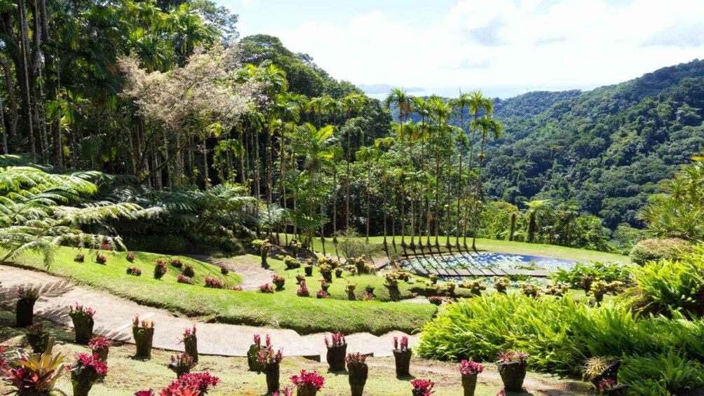 A lush garden with diverse plant species, a clear blue sky, and a mountainous backdrop. 5