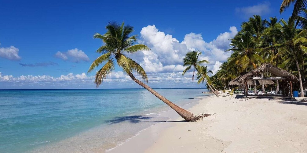 A beach with palm trees, clear blue water, and a thatched-roof structure. 1