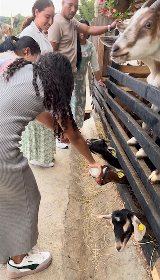A person feeding goats at a farm. 3