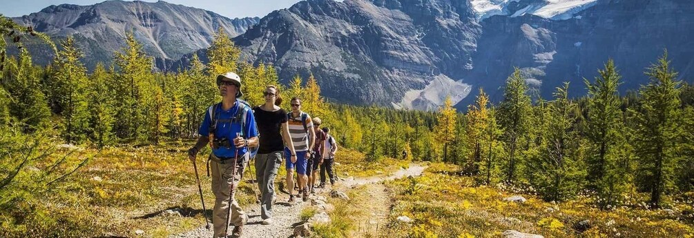 A group hiking on a trail surrounded by coniferous trees and mountains. 4