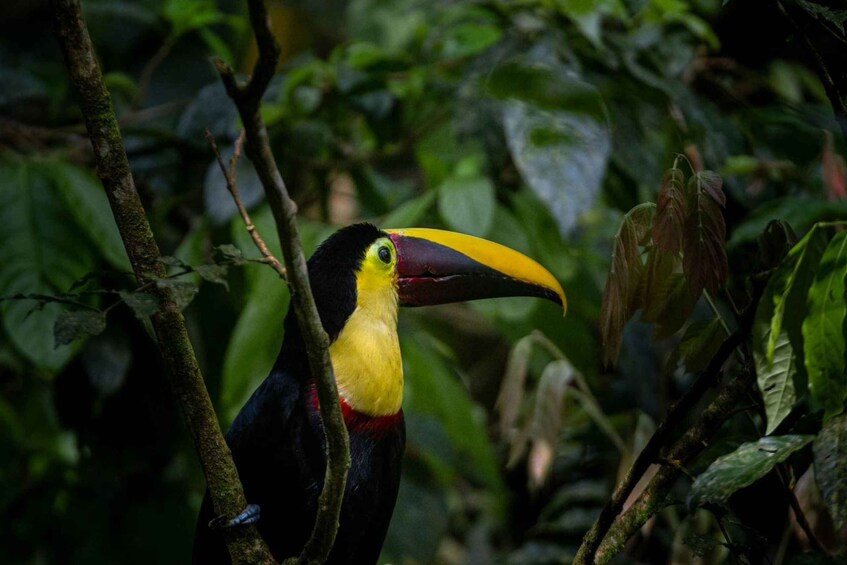 A toucan with a large beak, surrounded by dense green foliage. 1