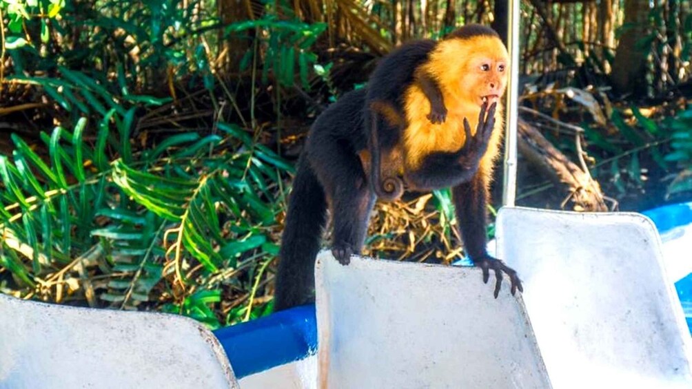A monkey on a concrete barrier with greenery in the background. 3