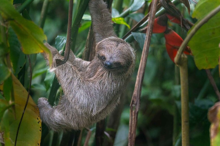 A sloth hanging from a tree branch in a dense forest. 4
