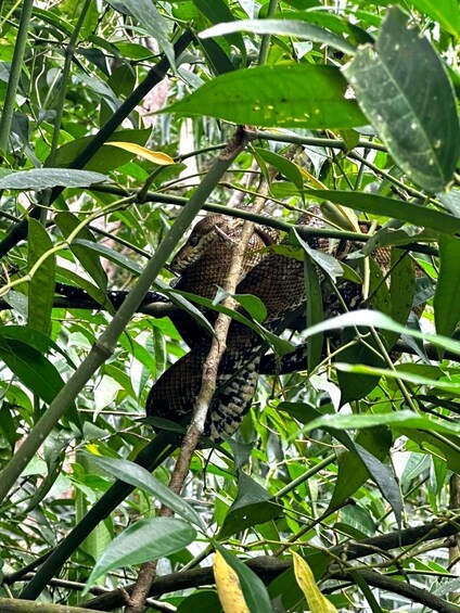 A snake camouflaged among dense green foliage. 2