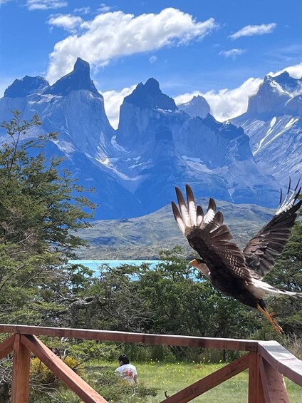 A bird in flight with a mountainous landscape in the background. 1