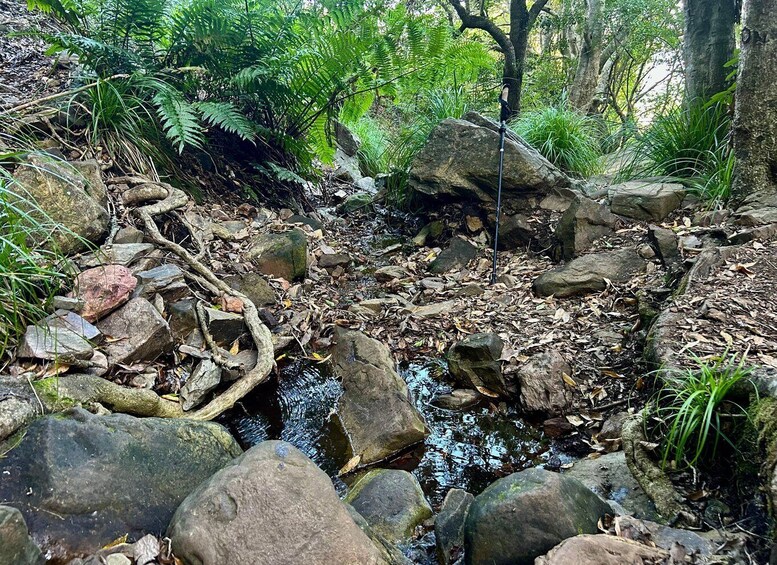 A rocky stream with ferns and trees in a forest. 3