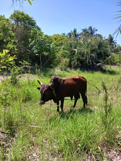 A brown bull grazing in a grassy field with trees and palm trees in the background. 1