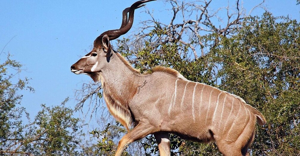 An antelope with long horns walking through a dry, bushy landscape. 2