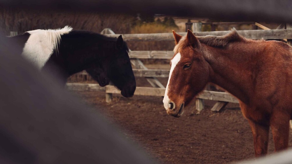 Two horses in a fenced area with a wooden fence and a dirt ground. 5