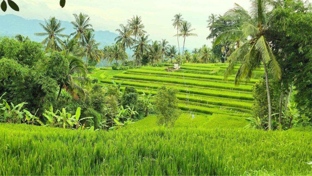 Terraced rice fields, palm trees, and lush greenery. 1
