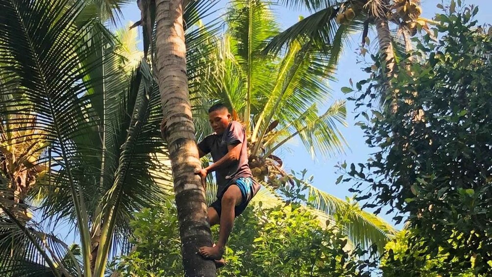 A person climbing a palm tree in a tropical setting. 2