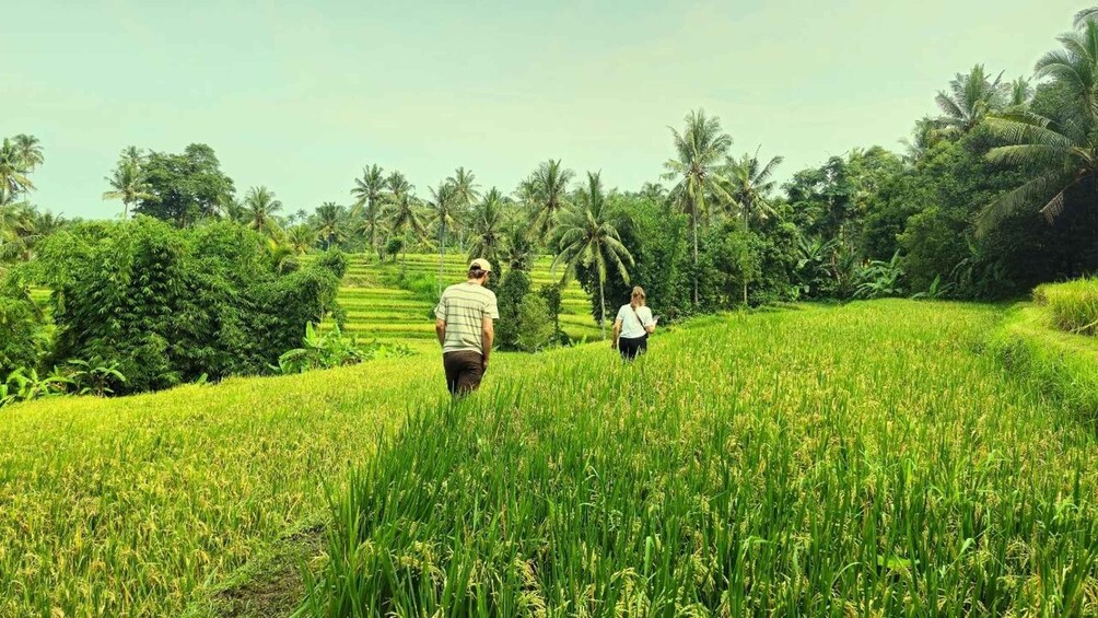 Two people walking through a lush green rice field with palm trees in the background. 4