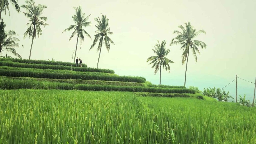 A terraced rice field with palm trees and two people walking. 3