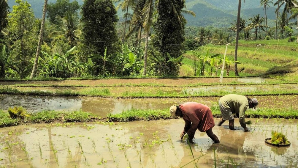Picture 8 for Activity Mayong Vilage North Bali: Nature Walk & Authentic Home Lunch 5