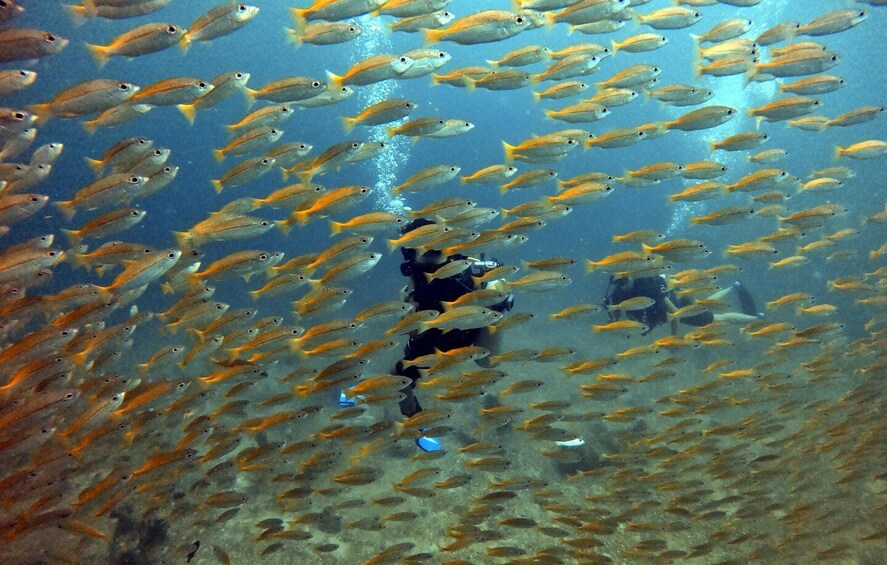 A diver surrounded by a school of fish in clear blue water. 5