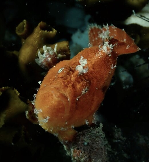 A large orange fish with white spots, possibly a type of grouper, resting on a coral reef. 2