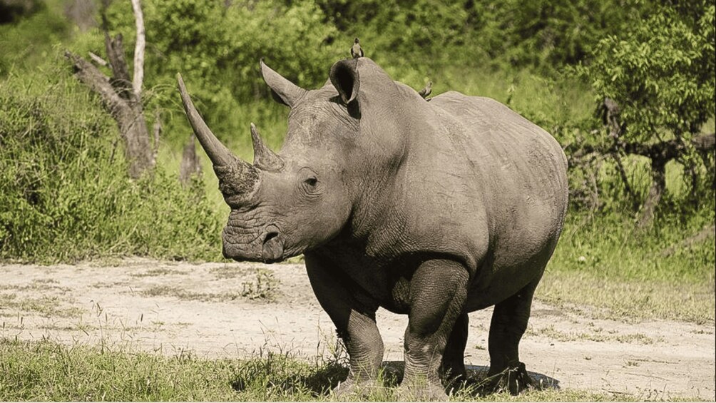 A rhinoceros standing on a dirt path with greenery in the background. 1
