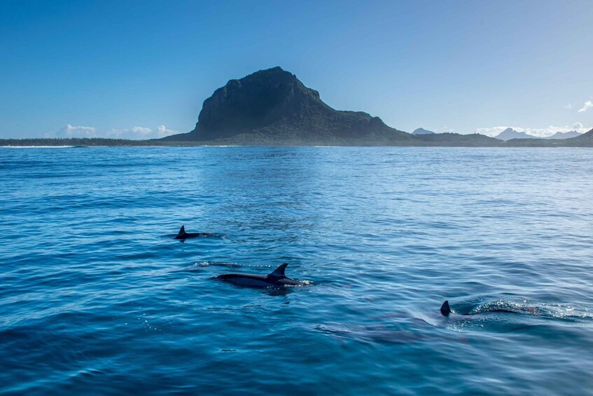 A clear blue sea with dolphins swimming and a large mountain in the distance. 5