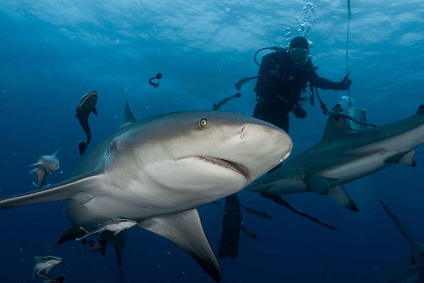 A diver with scuba gear swimming near a large shark in the ocean. 3