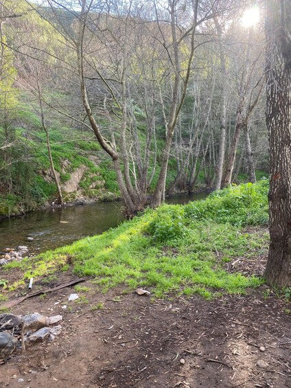 A forested area with a stream, trees, and a grassy bank. 2