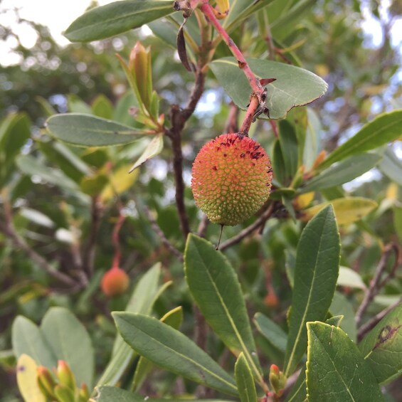 A tree with green leaves and a single spiky fruit hanging from a branch. 5