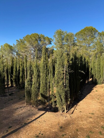 A forest of tall, slender trees with a clear blue sky above. 2