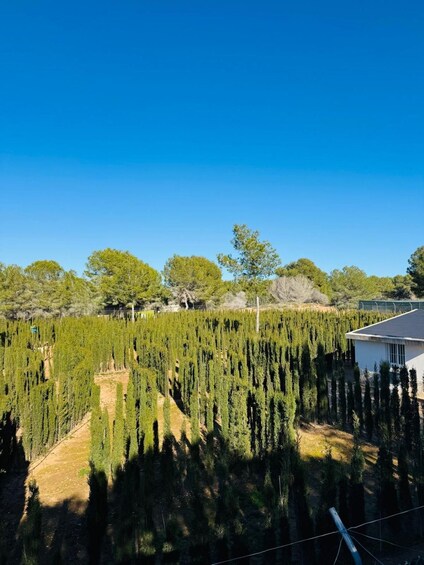 A vineyard with rows of trees, a clear blue sky, and a building in the background. 4