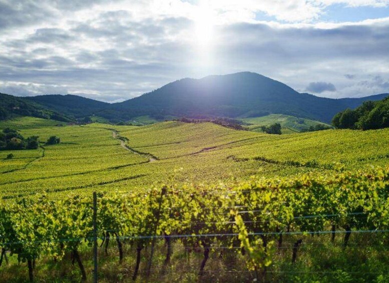 A vineyard with rows of grapevines and a mountain in the background. 4
