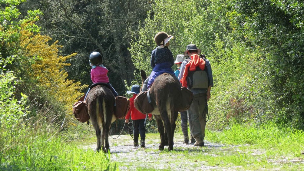 A group of people riding horses on a path surrounded by greenery. 3