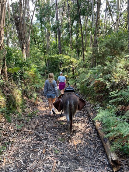 Two people walking a horse through a forested area with ferns and fallen leaves on the ground. 2