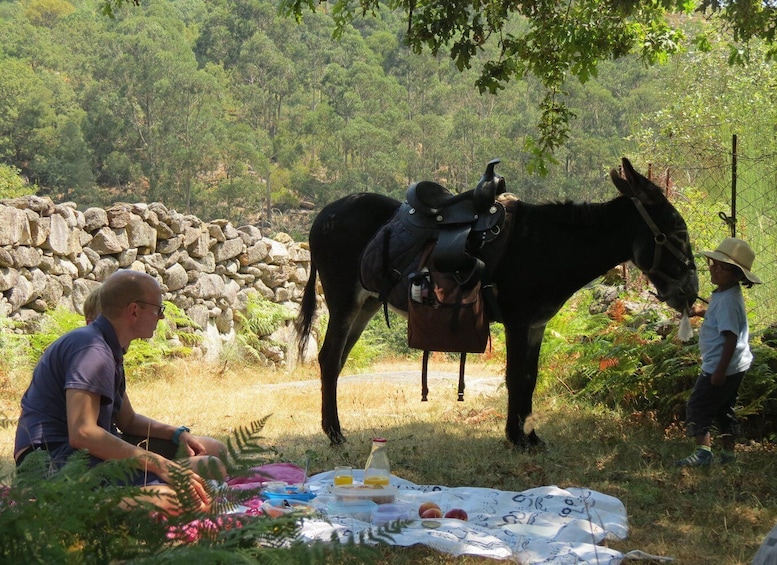 A picnic with a blanket, food, and a horse in a natural setting with trees and a stone wall. 1
