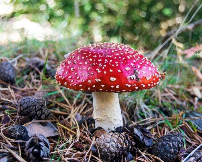 A red mushroom with white spots on a forest floor with pine cones. 3