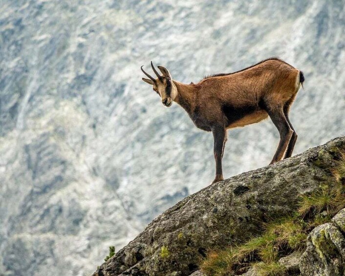 A mountain goat standing on a rocky outcrop with a mountainous backdrop. 5