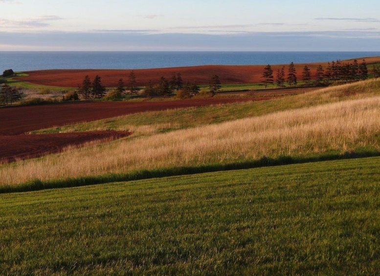 A coastal landscape with rolling hills, a variety of vegetation, and a view of the ocean. 2