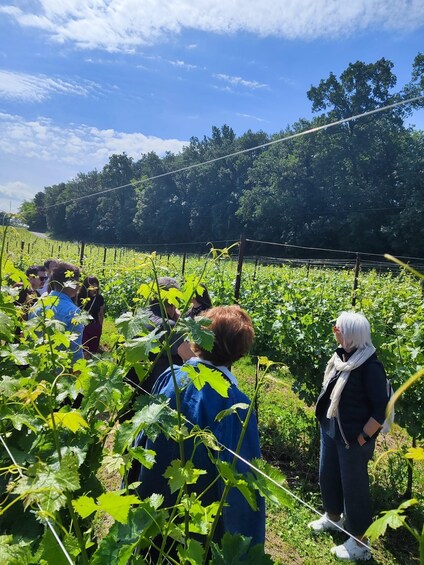 A group of people in a vineyard with rows of grapevines and a forest in the background. 3