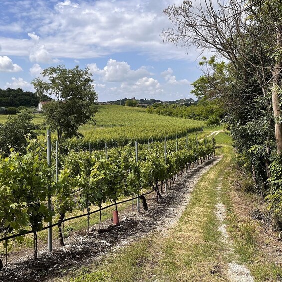 A vineyard with rows of grapevines, a dirt path, and a backdrop of hills and a partly cloudy sky. 2