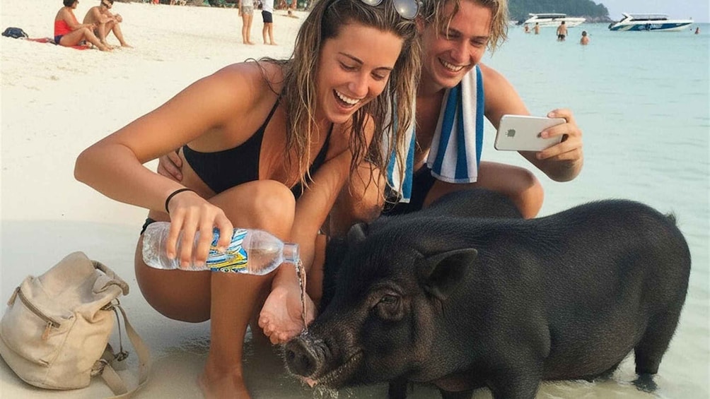 A beach scene with a pig and a person holding a bottle. 2