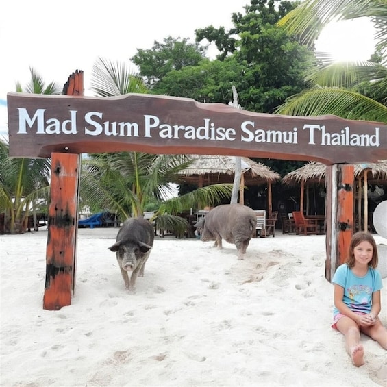 A wooden sign with 'Mad Sum Paradise Samui Thailand' written on it, a beach with footprints, and two pigs walking on the sand. 3