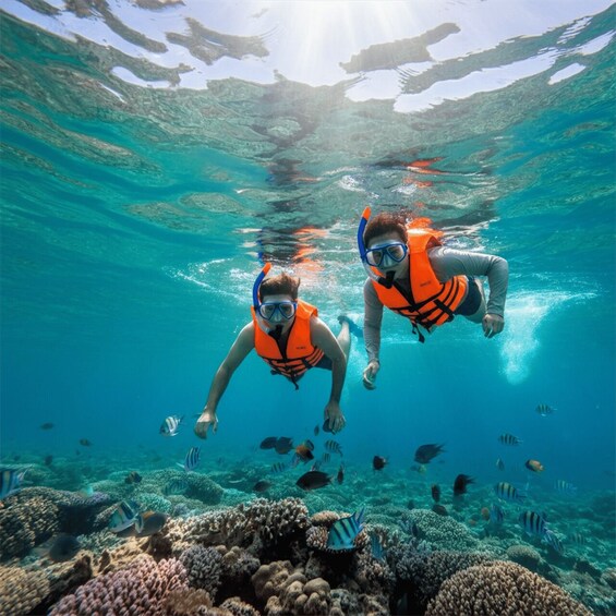 Two people scuba diving underwater with coral reefs and fish. 4