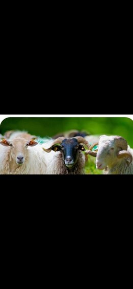 Three sheep with long wool and curved horns in a grassy field. 5
