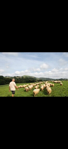 A man herding sheep in a grassy field with hills in the background. 3