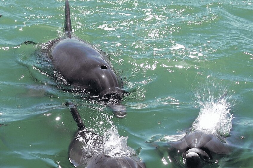 A dolphin swimming in clear water. 3