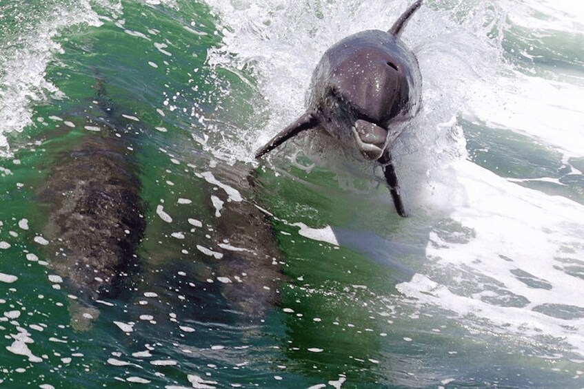 A dolphin leaping out of the water. 5