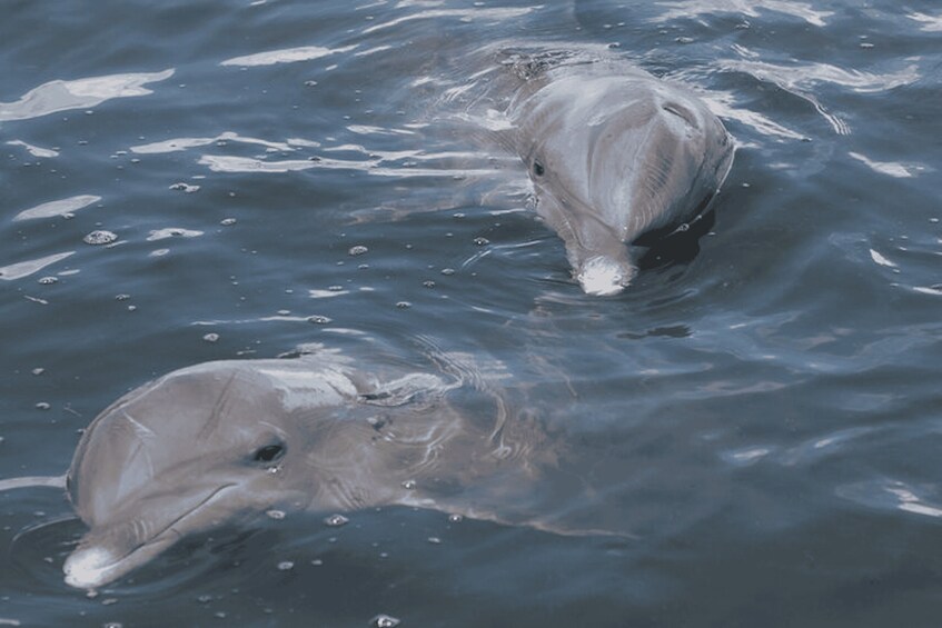 Two dolphins swimming in the water. 2