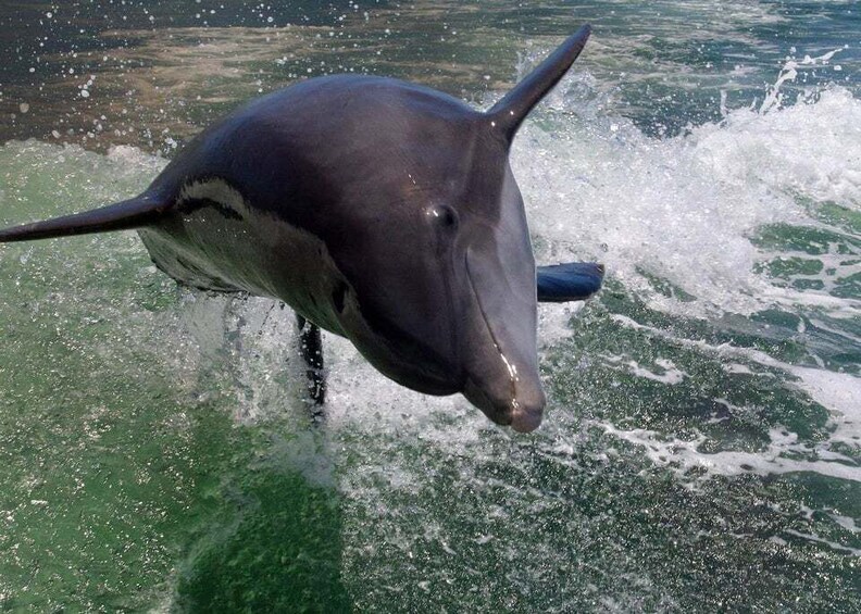 A dolphin leaping out of the water. 1